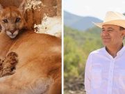 Nacen cuatro pumas y un antílope eland en el Centro Ecológico de Sonora