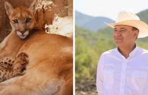 Nacen cuatro pumas y un antílope eland en el Centro Ecológico de Sonora