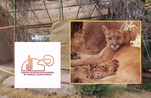 Refuerzan cuidados a puma y sus crías en el Centro Ecológico de Sonora