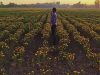 Sonora impulsa reconversión agrícola con más de 32 mil hectáreas de cultivos de bajo consumo de agua