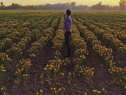 Sonora impulsa reconversión agrícola con más de 32 mil hectáreas de cultivos de bajo consumo de agua
