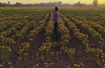 Sonora impulsa reconversión agrícola con más de 32 mil hectáreas de cultivos de bajo consumo de agua