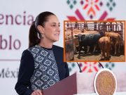 Sheinbaum llama a ganaderos a reforzar combate contra el gusano barrenador para mantener abierta la frontera con EE.UU.