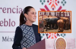Sheinbaum llama a ganaderos a reforzar combate contra el gusano barrenador para mantener abierta la frontera con EE.UU.