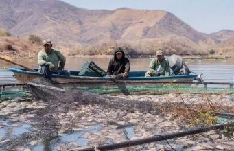 Buscan recuperar producción de tilapia en embalses de Sonora