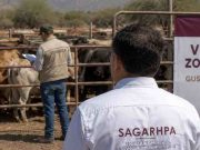 Sonora activa cerco sanitario tras primer caso de gusano barrenador; Durazo llama a reforzar vigilancia