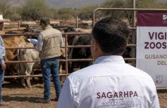 Sonora activa cerco sanitario tras primer caso de gusano barrenador; Durazo llama a reforzar vigilancia