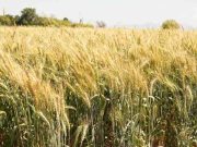 Proponen más apoyos al campo y la producción agrícola de Sonora