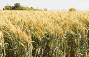 Proponen más apoyos al campo y la producción agrícola de Sonora