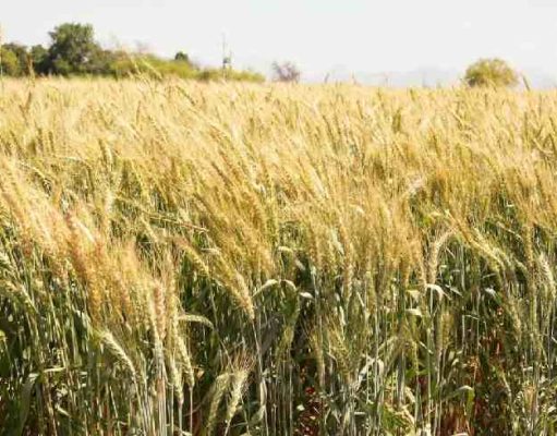 Proponen más apoyos al campo y la producción agrícola de Sonora