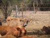 Sonora reanudará exportación de ganado por Agua Prieta tras descartar fiebre aftosa en becerro