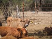 Sonora reanudará exportación de ganado por Agua Prieta tras descartar fiebre aftosa en becerro