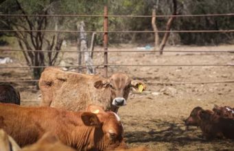 Sonora reanudará exportación de ganado por Agua Prieta tras descartar fiebre aftosa en becerro